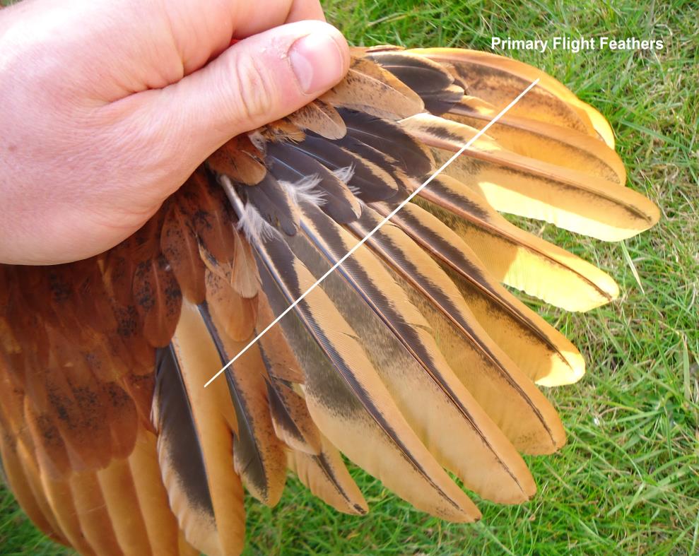 Clipping Chicken Wings: Why, When & How...